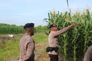 Batalyon B Pelopor Sat Brimob Polda Kalteng Bekerjasama dengan Dinas Pertanian, Maksimalkan Lahan Jadi Produktif
